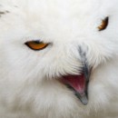 43 32 Peter Seitz 004